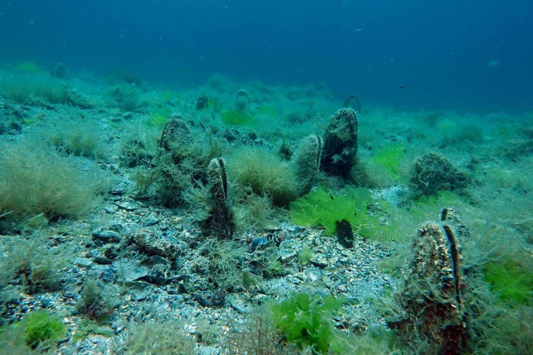 Marmara Denizi'nin son umuduydu: Cesetleri karaya vurdu! Uzmanlar endişeli, ekosistem tehlikede 18